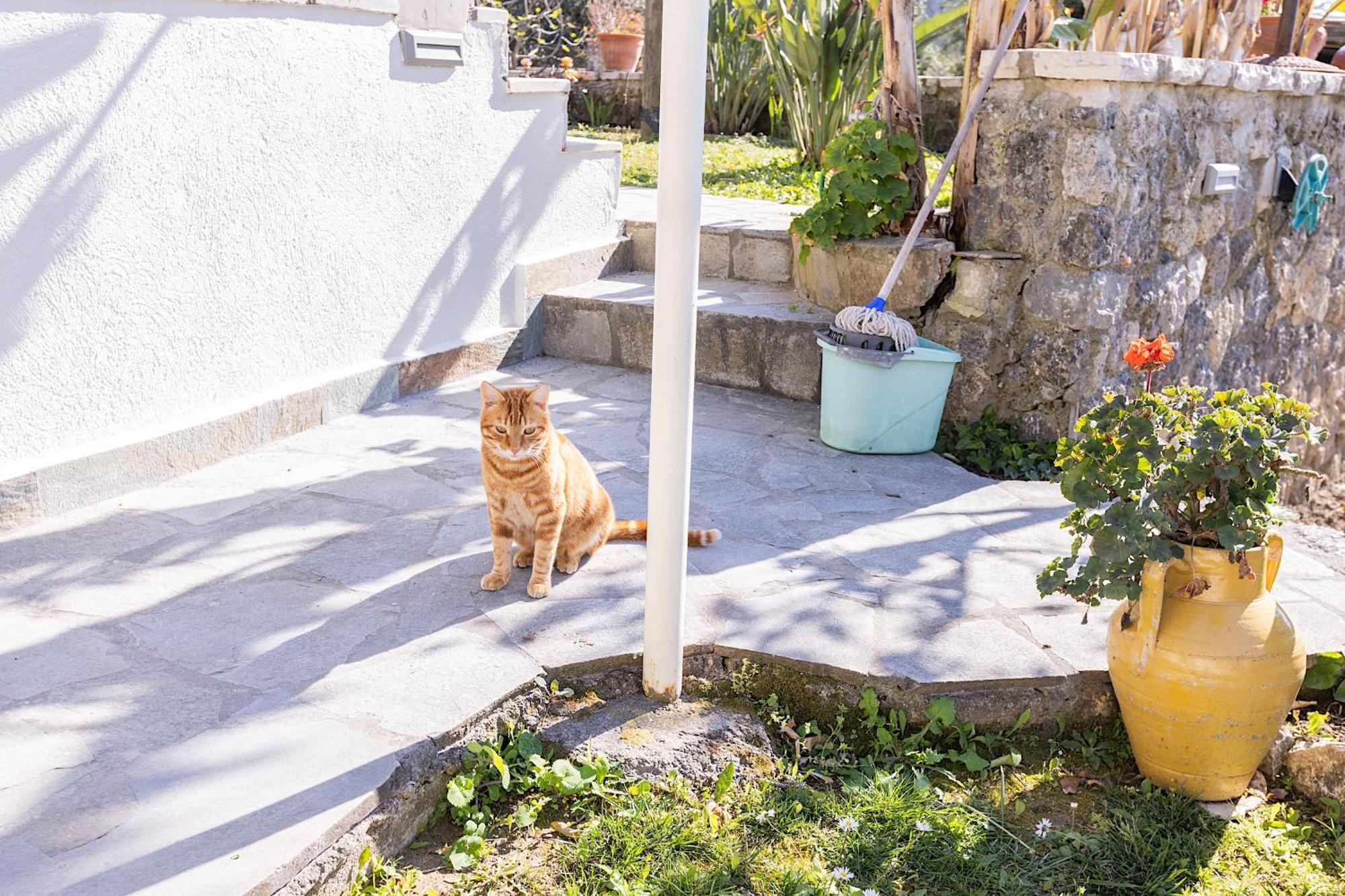 Ad Homes Agios Gordios  Extérieur photo